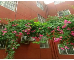 院内鲜花