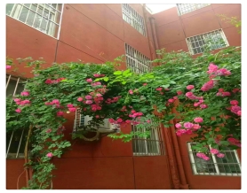 院内鲜花