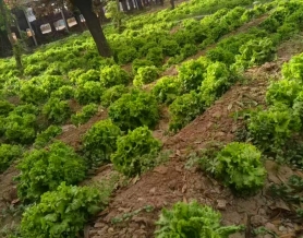 绿色蔬菜
