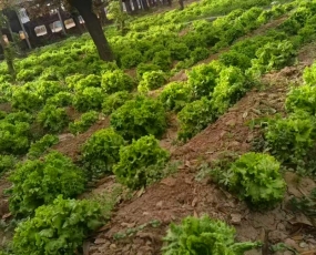 绿色蔬菜