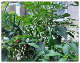 托管院环境
